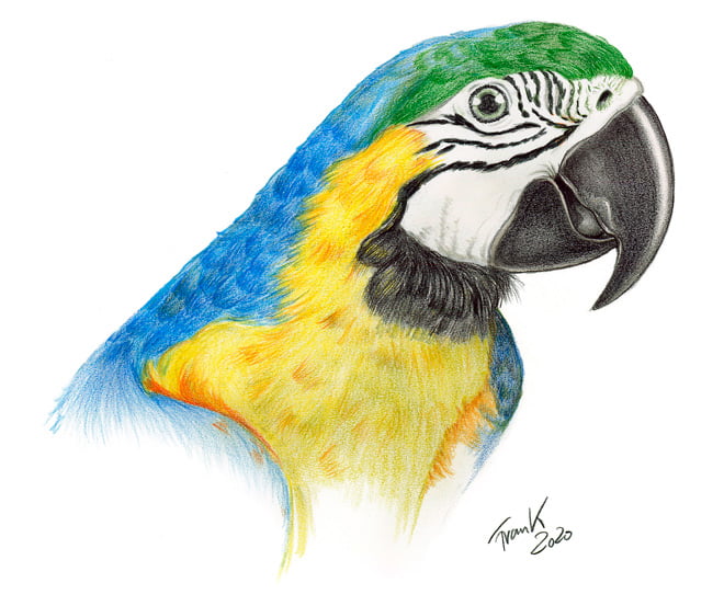 Illustration Arakopf